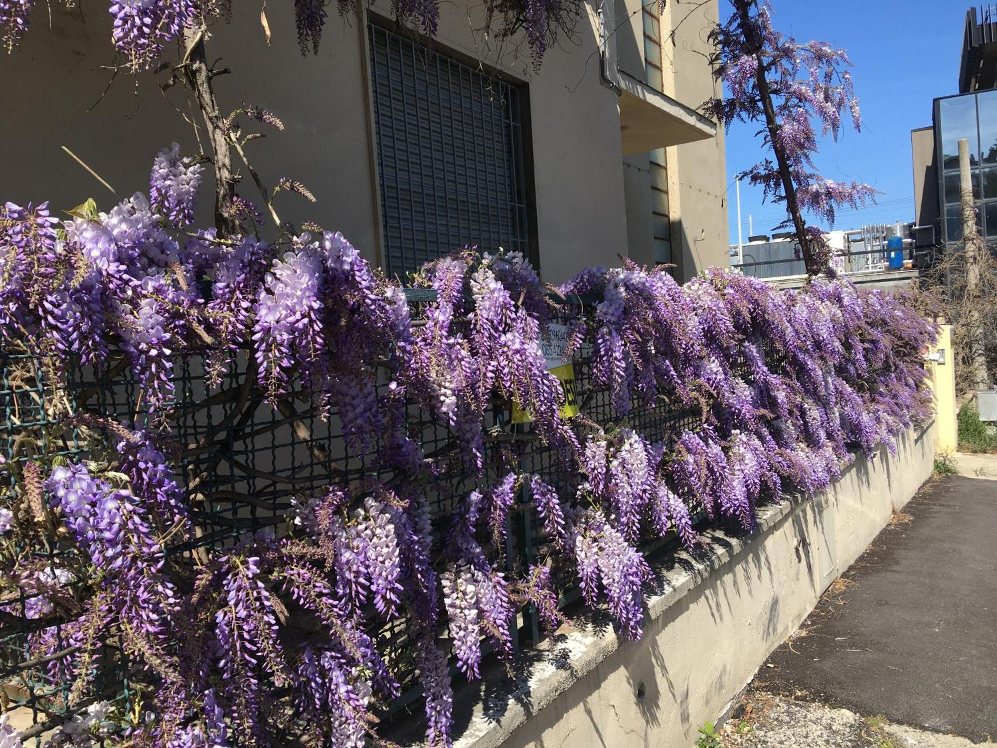 B&B Il Glicine Pescara Centro Экстерьер фото